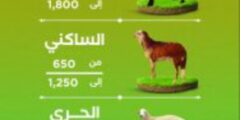 اسعار الغنم في السعودية 1444 | كم قيمة الذبيحة؟