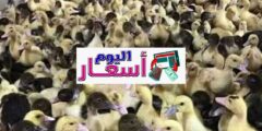 سعر البط المولار عمر 15 يوم 2023 | كم سعر البط في مصر؟
